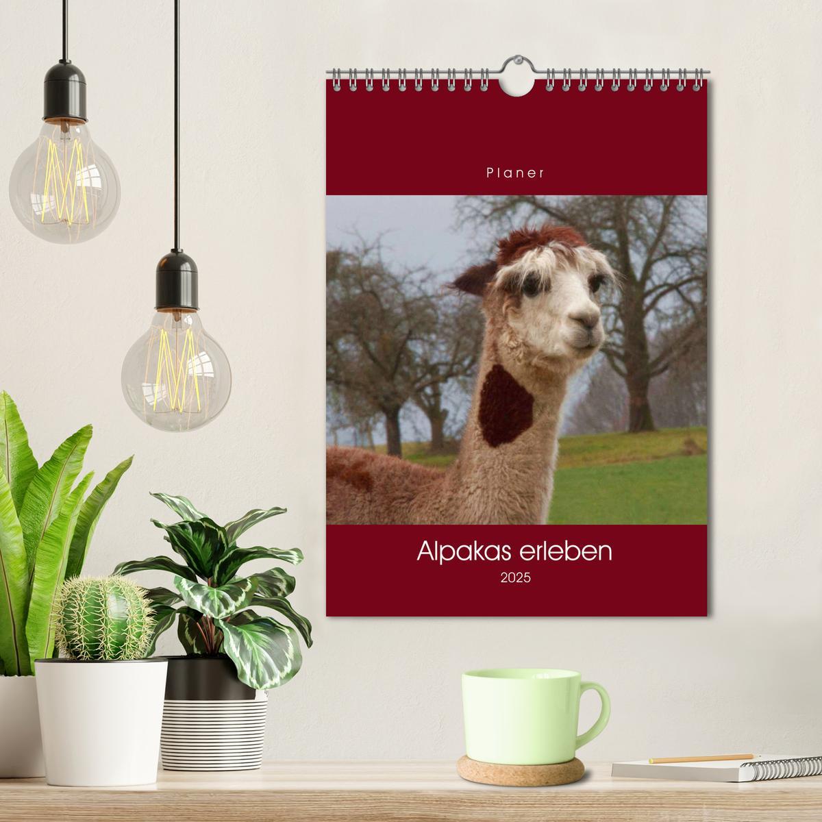 Bild: 9783435962839 | Alpakas erleben (Wandkalender 2025 DIN A4 hoch), CALVENDO...