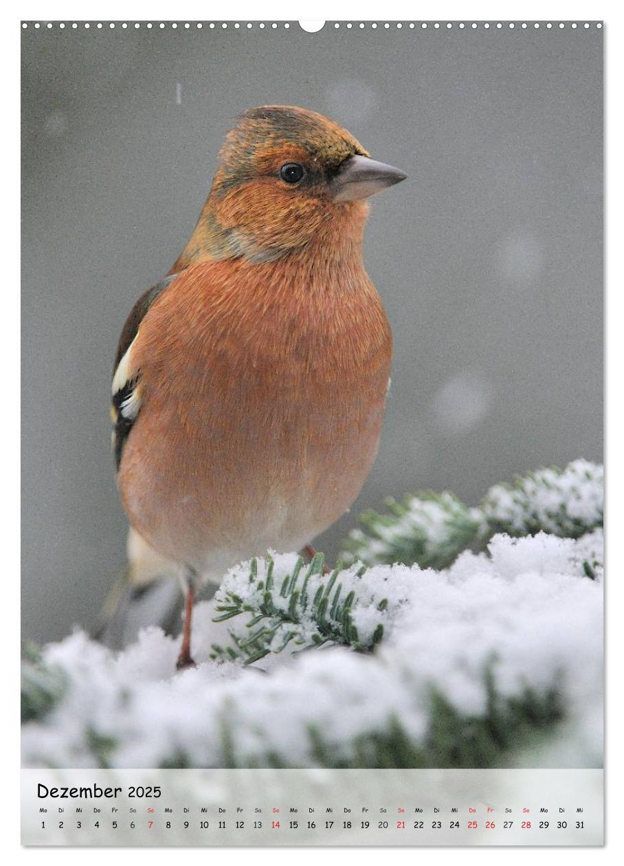 Bild: 9783457019573 | Vögel im heimischen Garten (hochwertiger Premium Wandkalender 2025...