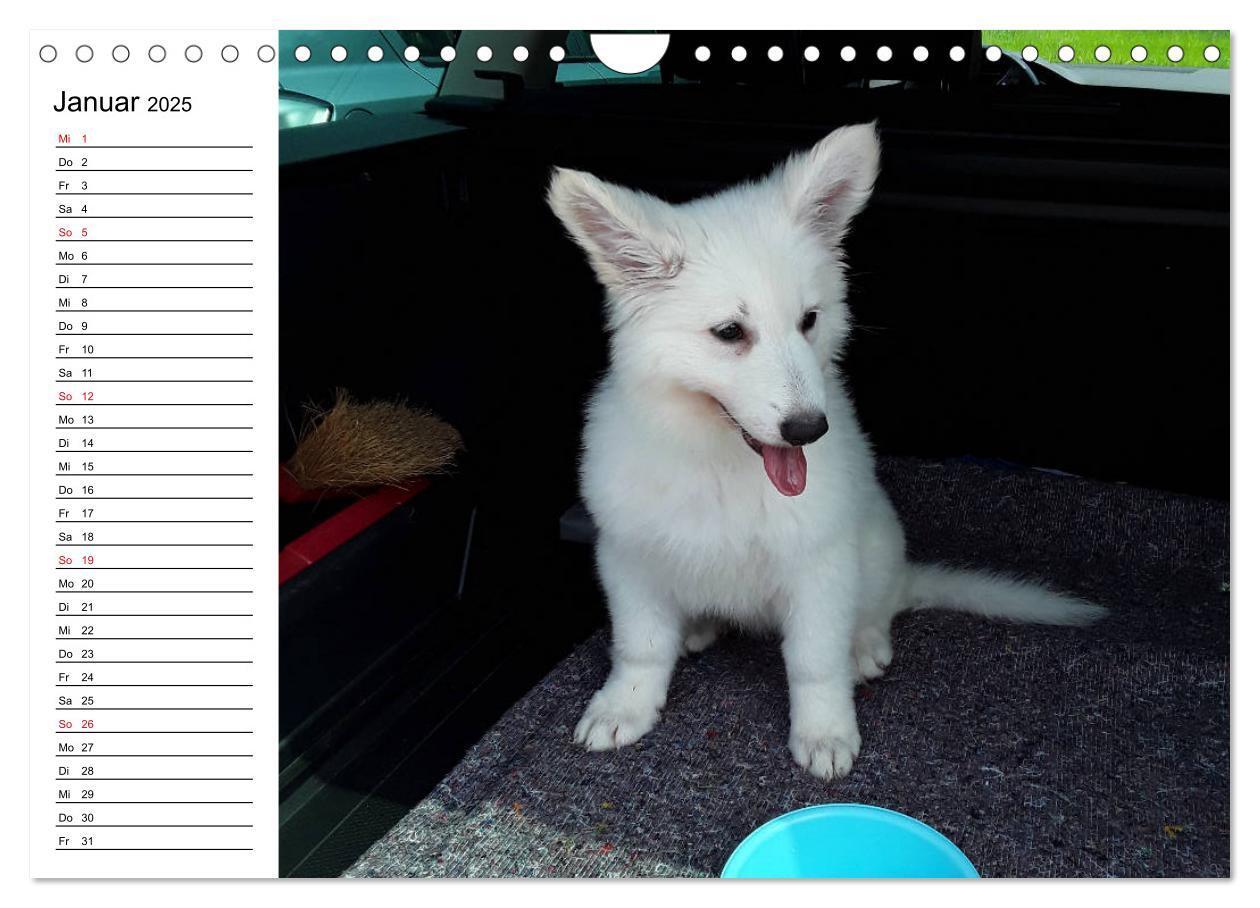 Bild: 9783435237982 | Berger Blanc Suisse - Weißer Schweizer Schäferhund (Wandkalender...