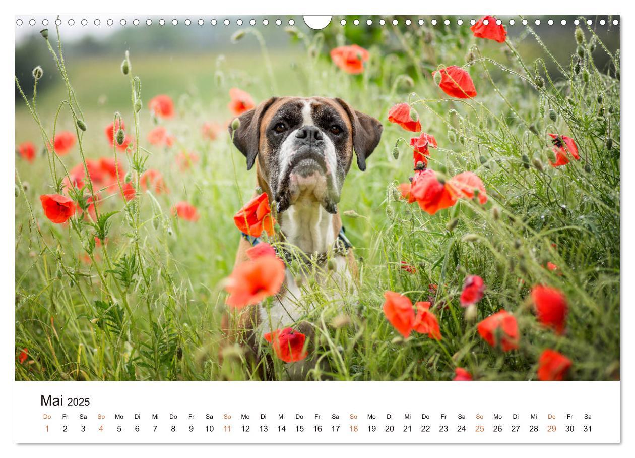 Bild: 9783435160143 | Deutscher Boxer (Wandkalender 2025 DIN A3 quer), CALVENDO...