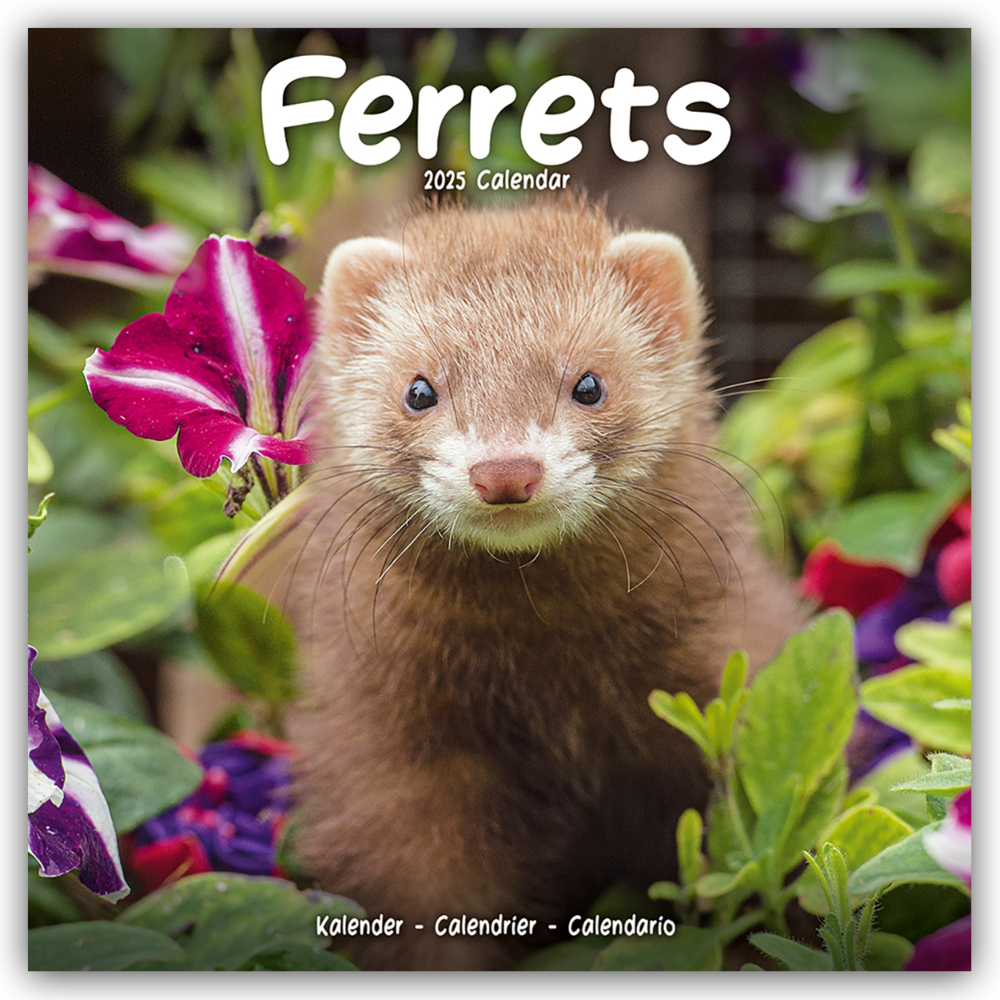 Cover: 9781804604335 | Ferrets - Frettchen 2025 - 16-Monatskalender | Avonside Publishing Ltd