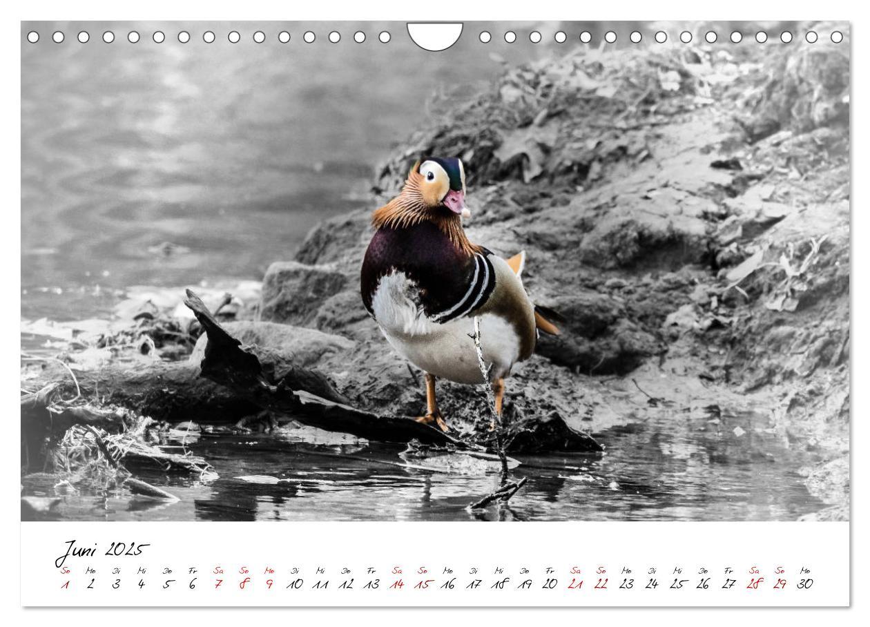 Bild: 9783435365418 | Abenteuer einer Mandarinente (Wandkalender 2025 DIN A4 quer),...