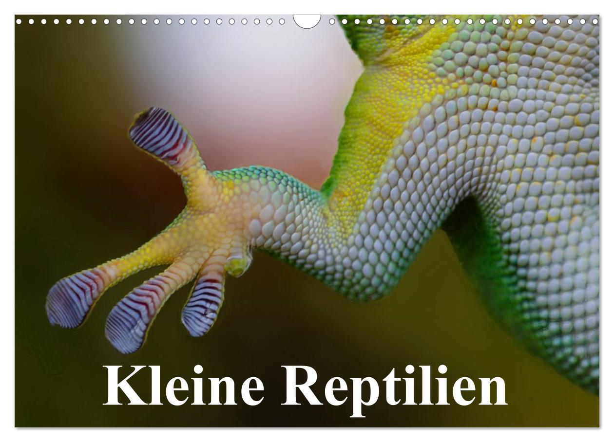 Cover: 9783435589432 | Kleine Reptilien (Wandkalender 2025 DIN A3 quer), CALVENDO...