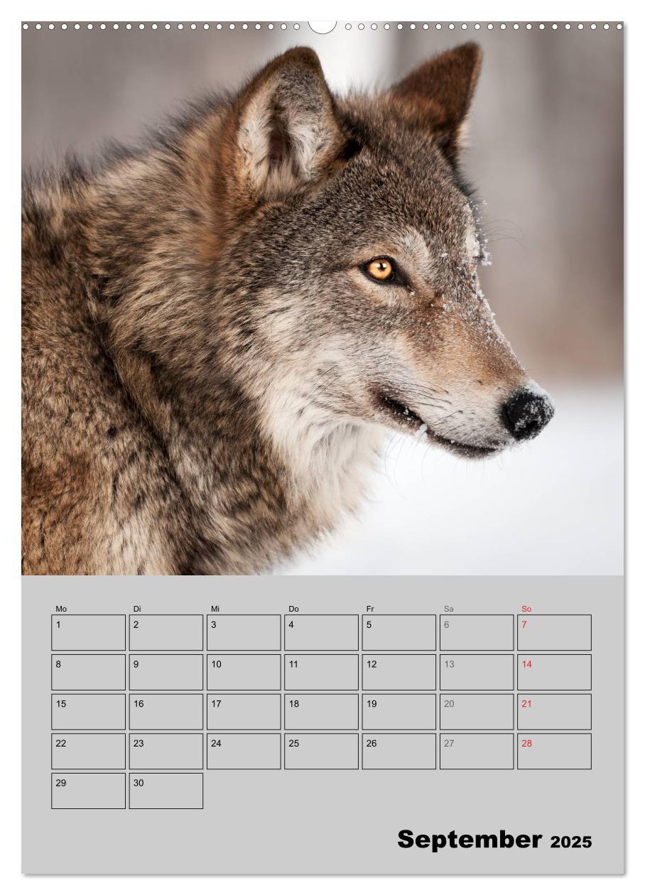 Bild: 9783457007143 | Wolf-Gesichter (hochwertiger Premium Wandkalender 2025 DIN A2...