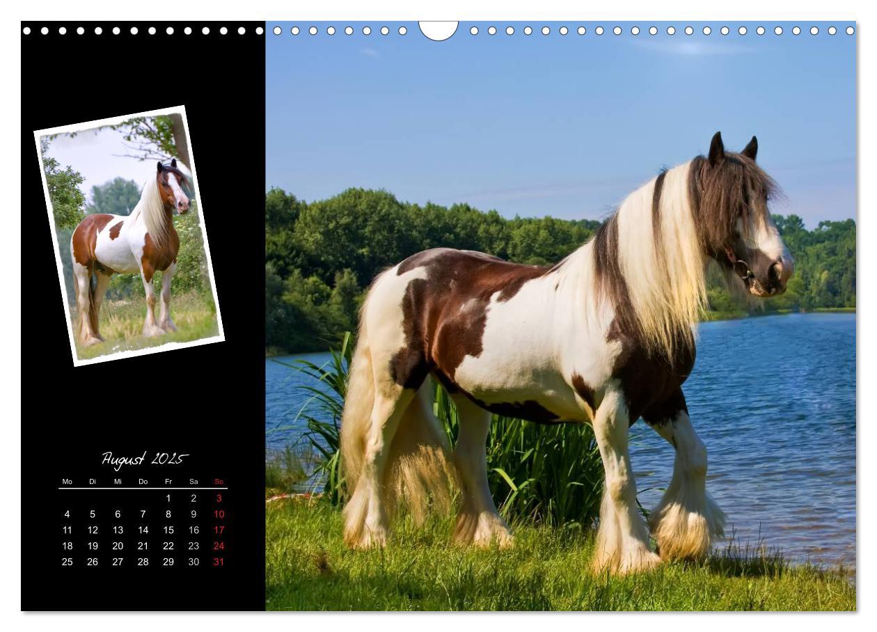 Bild: 9783435747764 | Irish Tinker (Wandkalender 2025 DIN A3 quer), CALVENDO Monatskalender