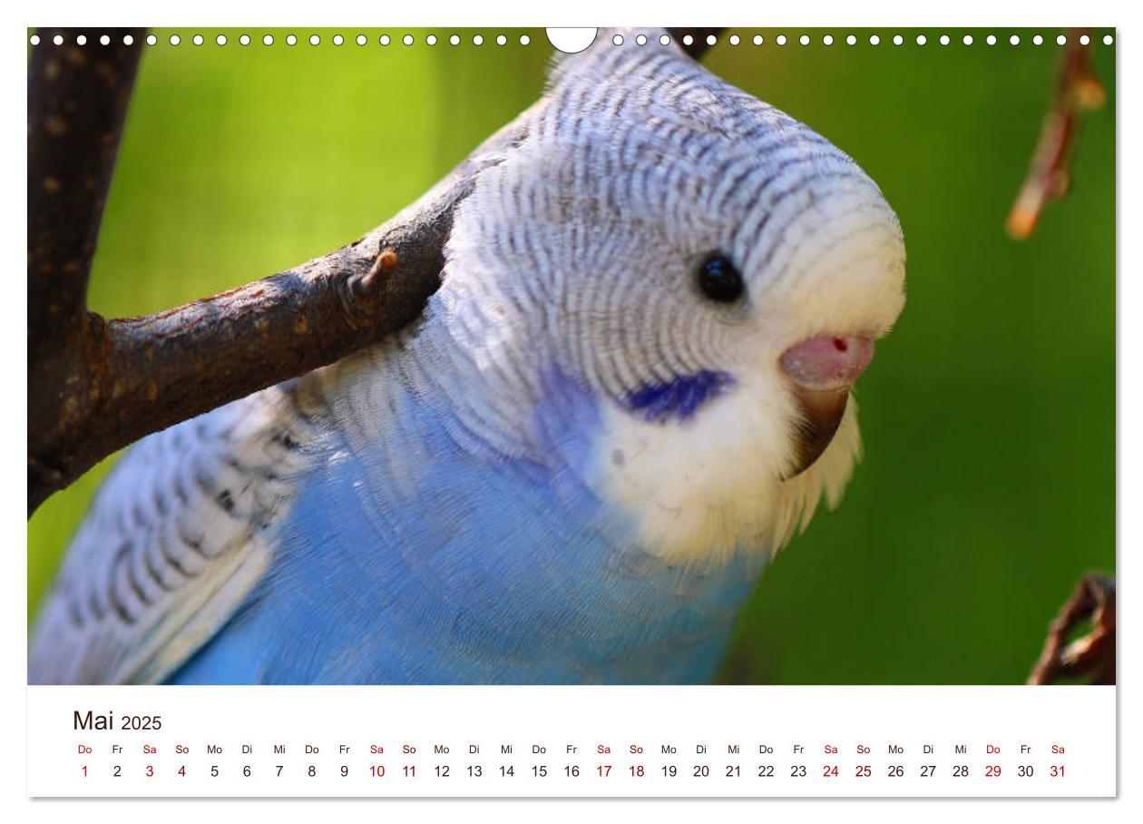 Bild: 9783435376995 | Wellensittiche - der NEUE Kalender (Wandkalender 2025 DIN A3 quer),...