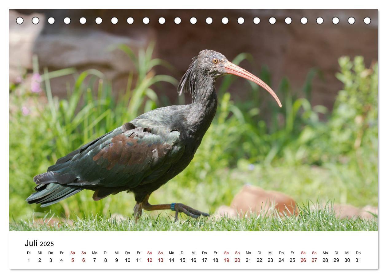 Bild: 9783435135714 | Der Waldrapp - Ein skurriler Vogel (Tischkalender 2025 DIN A5...