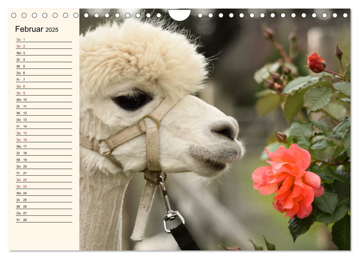 Bild: 9783435301652 | Alpakas im Blumenzauber (Wandkalender 2025 DIN A4 quer), CALVENDO...