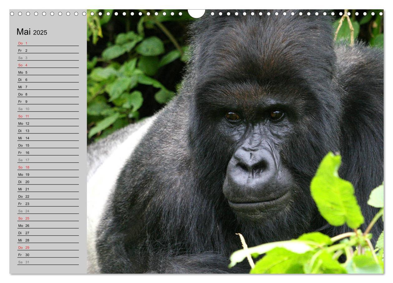 Bild: 9783435524440 | Berggorillas - die sanften Riesen (Wandkalender 2025 DIN A3 quer),...