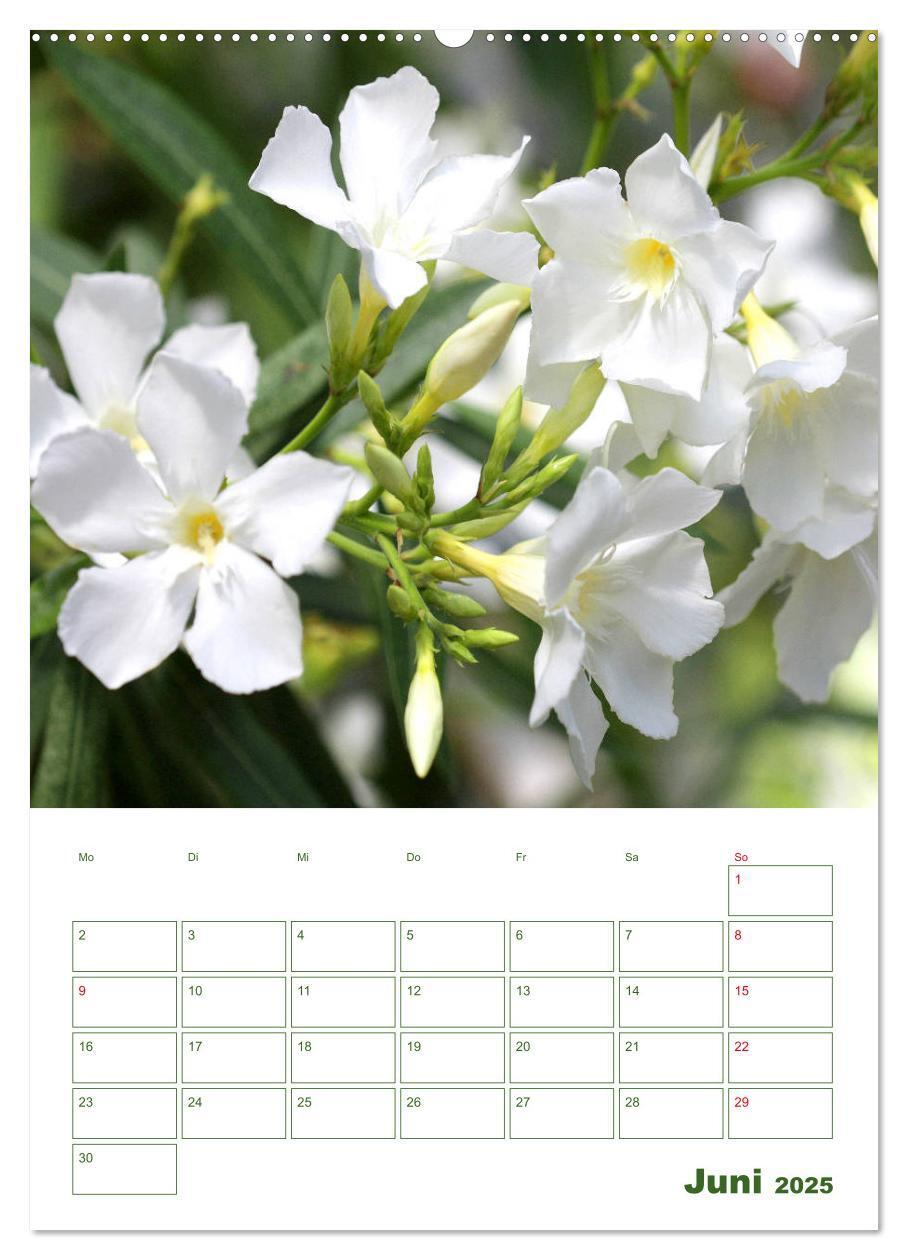 Bild: 9783435965038 | Weiße Blüten im Grünen (Wandkalender 2025 DIN A2 hoch), CALVENDO...