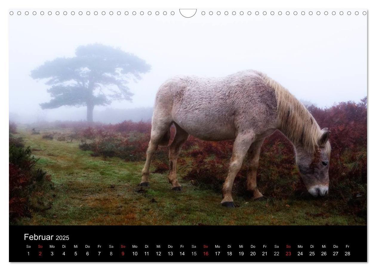 Bild: 9783435475964 | New Forest - England (Wandkalender 2025 DIN A3 quer), CALVENDO...