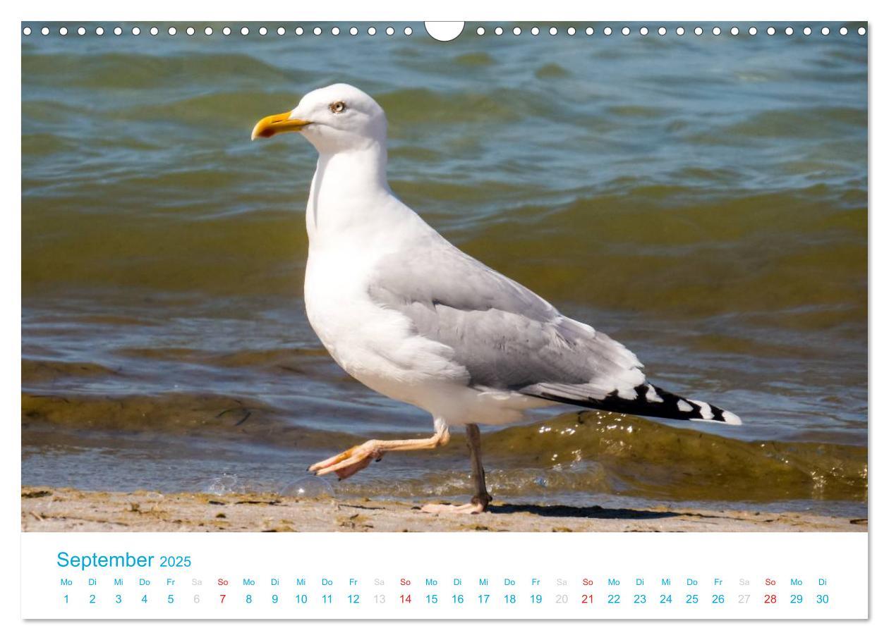 Bild: 9783435795734 | Der Darß Kalender (Wandkalender 2025 DIN A3 quer), CALVENDO...