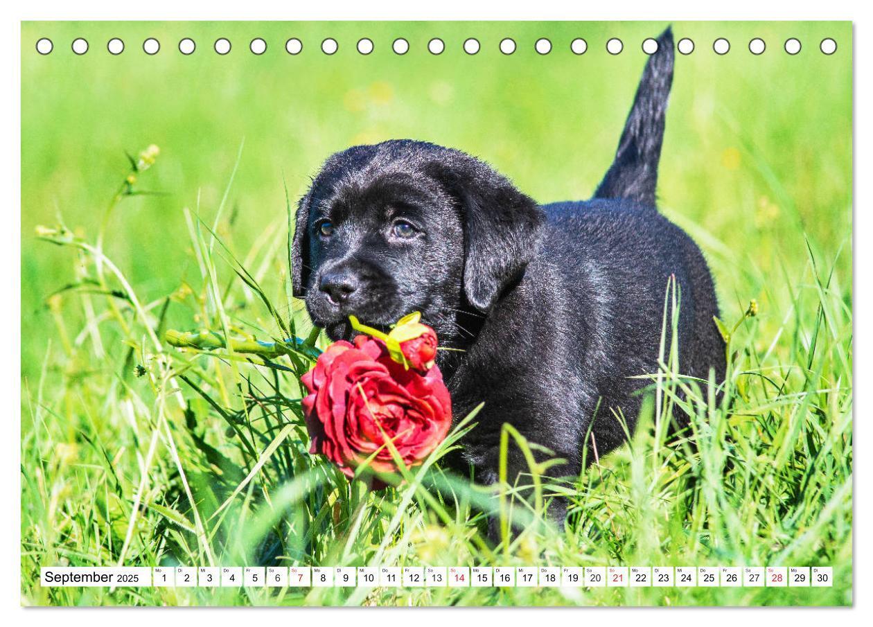 Bild: 9783435210121 | Labrador Retriever Welpen - Kleine Weltentdecker (Tischkalender...