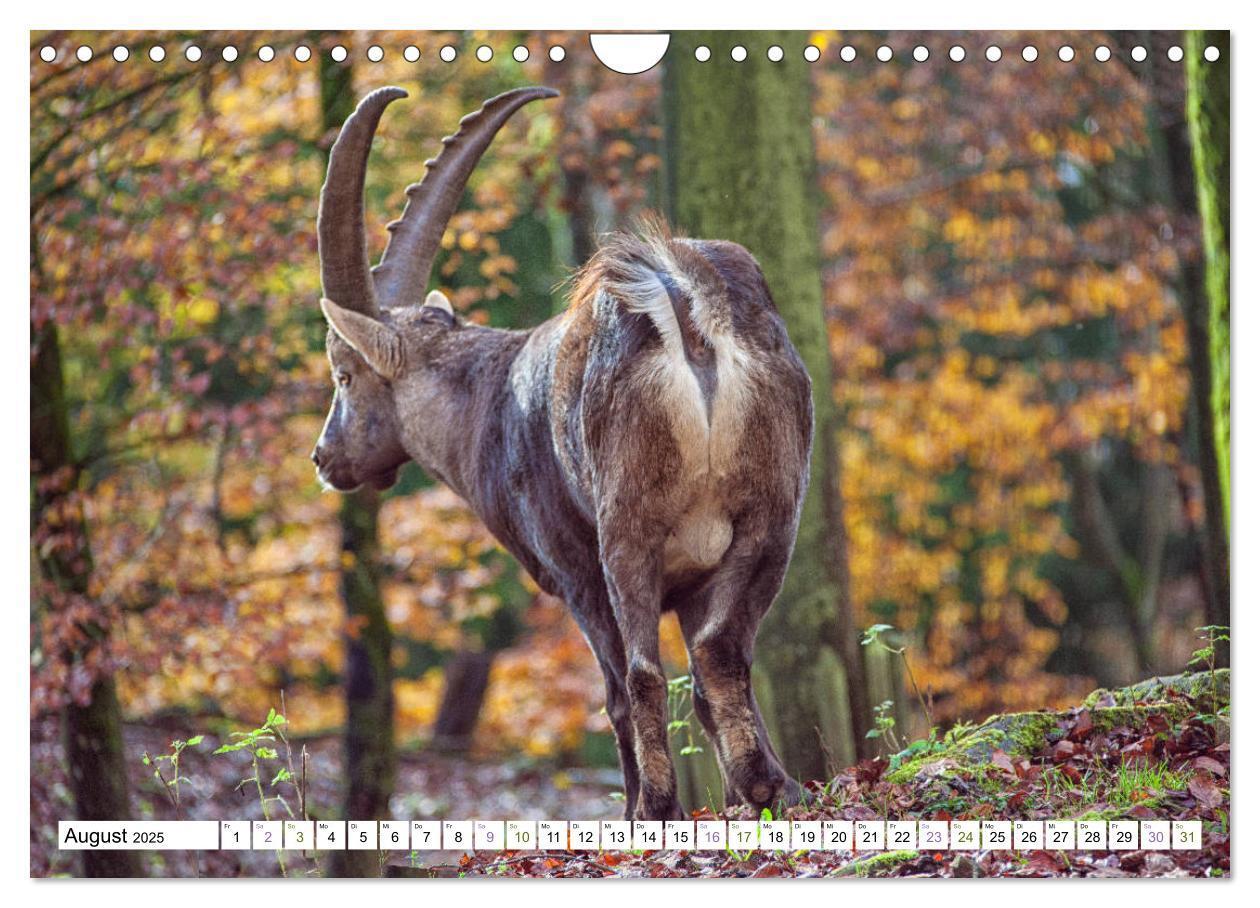 Bild: 9783435331116 | Steinböcke - imposante Tiere (Wandkalender 2025 DIN A4 quer),...