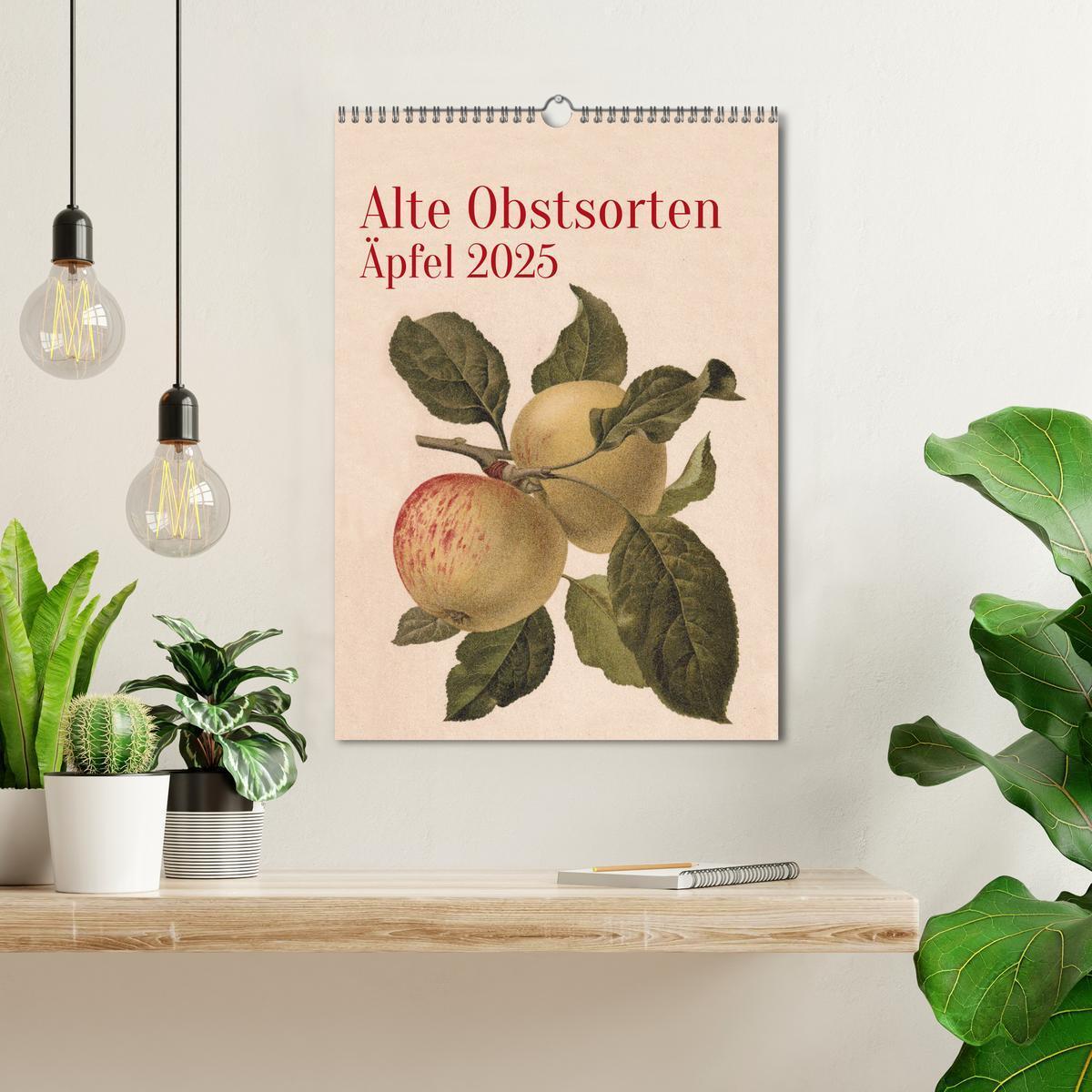 Bild: 9783457204405 | Alte Obstsorten - Äpfel 2025 (Wandkalender 2025 DIN A3 hoch),...