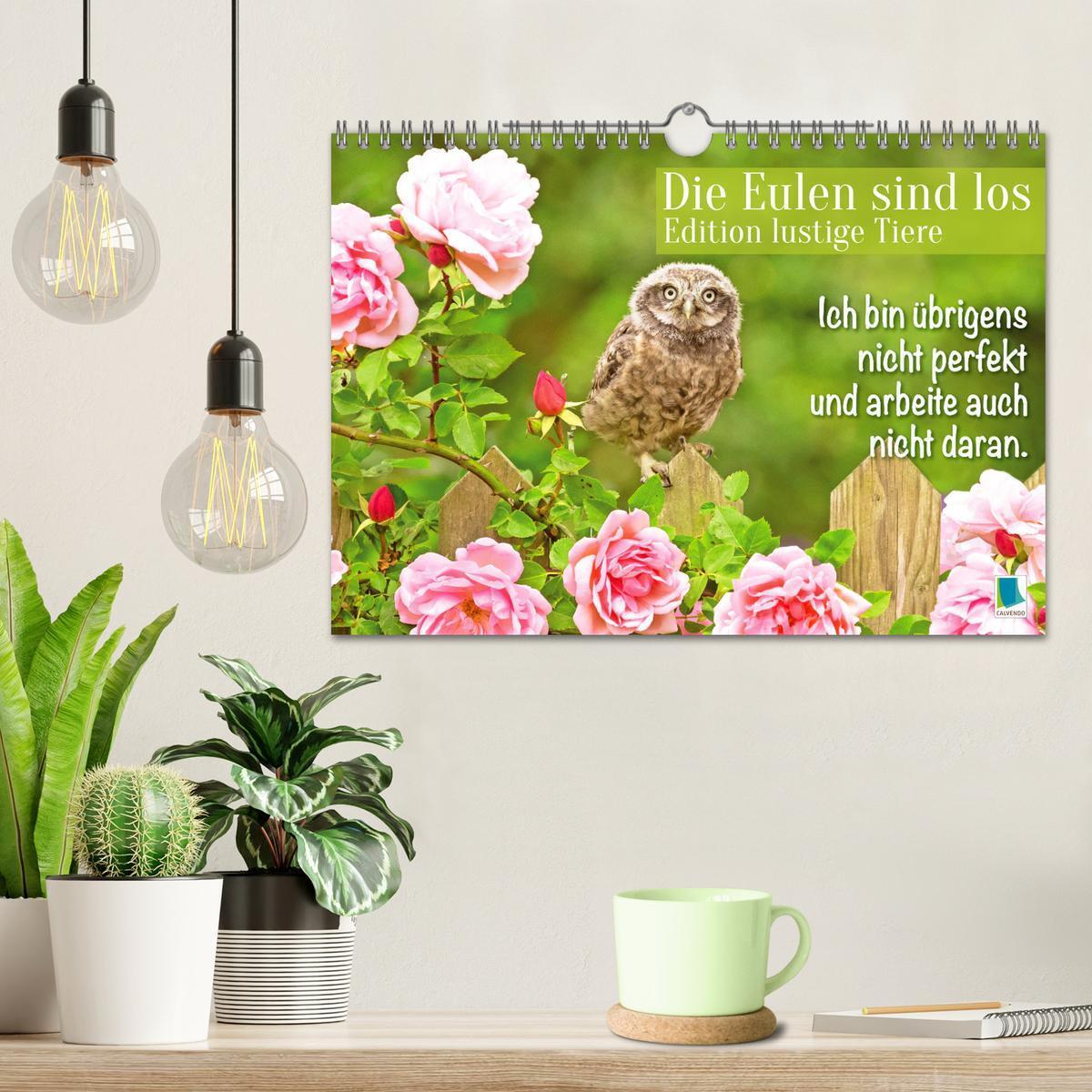 Bild: 9783457179482 | Die Eulen sind los: Edition lustige Tiere (Wandkalender 2025 DIN A4...