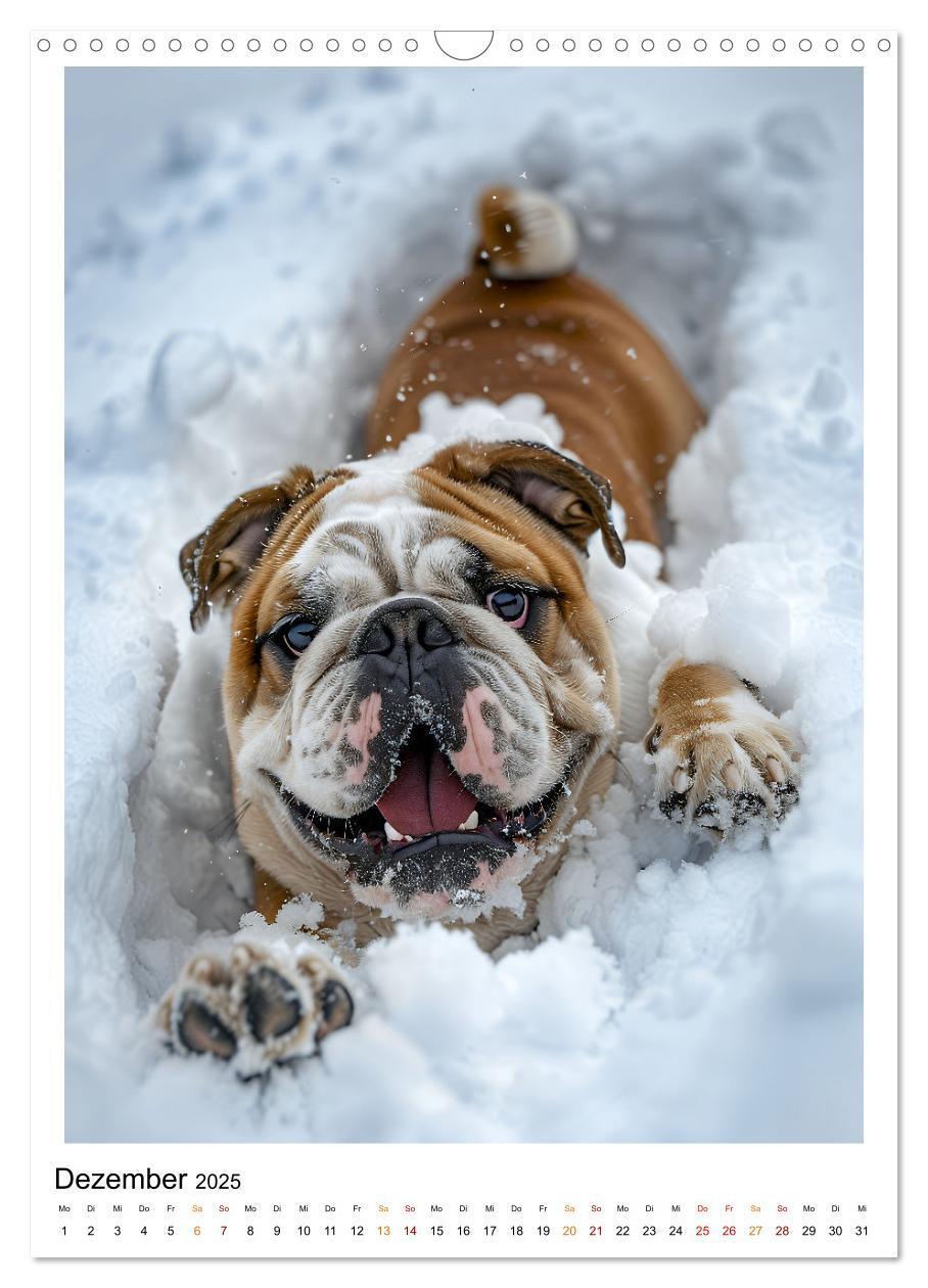 Bild: 9783457175699 | Englische Bulldogge - sanfter Kumpel (Wandkalender 2025 DIN A3...