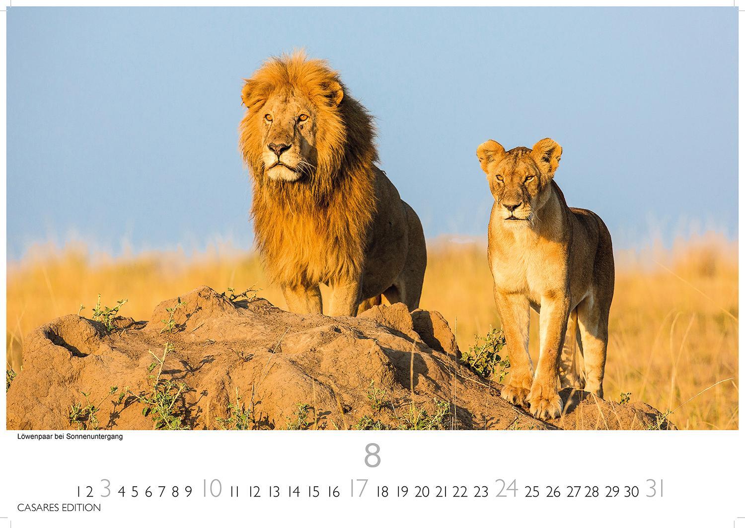 Bild: 9781835240519 | African Wildlife 2025 S 24x35 cm | Kalender | 14 S. | Deutsch | 2025