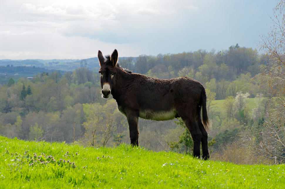 Bild: 9783981802559 | Esel - Wanderungen im Limousin | literarisch-fotografische Reisen