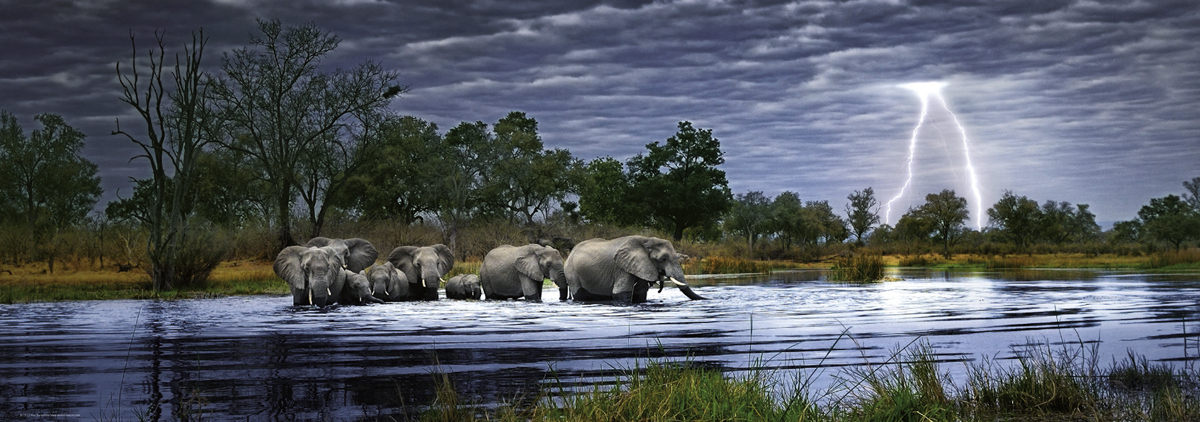 Bild: 4001689295080 | Herd of Elephants Puzzle | 2000 Teile | Alex Bernasconi | Spiel | 2012