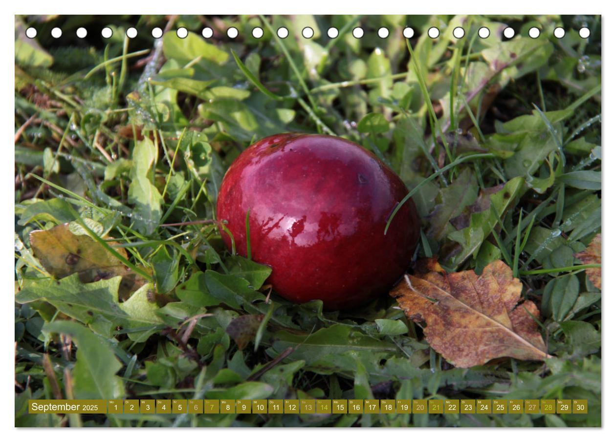 Bild: 9783435061631 | Apfelbaum und Streuobstwiesen (Tischkalender 2025 DIN A5 quer),...