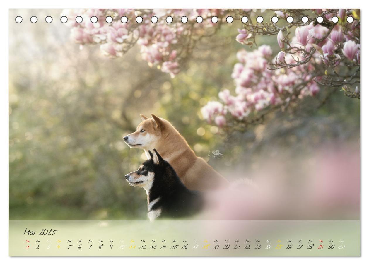 Bild: 9783435050956 | Shiba Inu - mutig, treu, selbstbewusst (Tischkalender 2025 DIN A5...