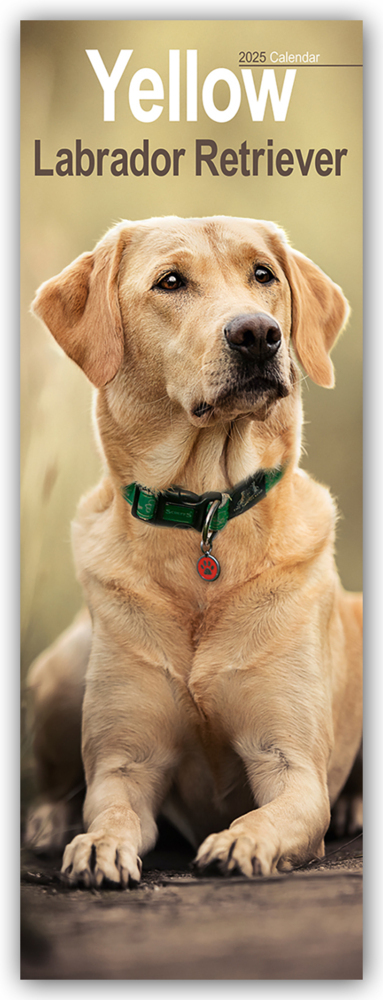 Cover: 9781804605134 | Yellow Labrador Retriever - Gelbe Labrador Retriever 2025 | Ltd | 2025