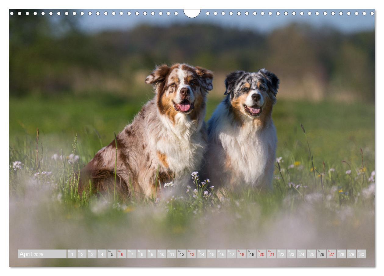 Bild: 9783435547197 | Australian Shepherd 2025 (Wandkalender 2025 DIN A3 quer), CALVENDO...