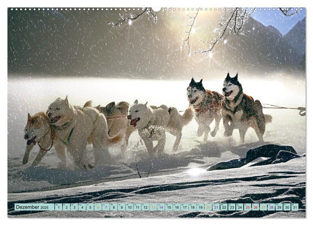 Bild: 9783435143856 | Huskies - Tolle Gefährten (Wandkalender 2025 DIN A2 quer), CALVENDO...