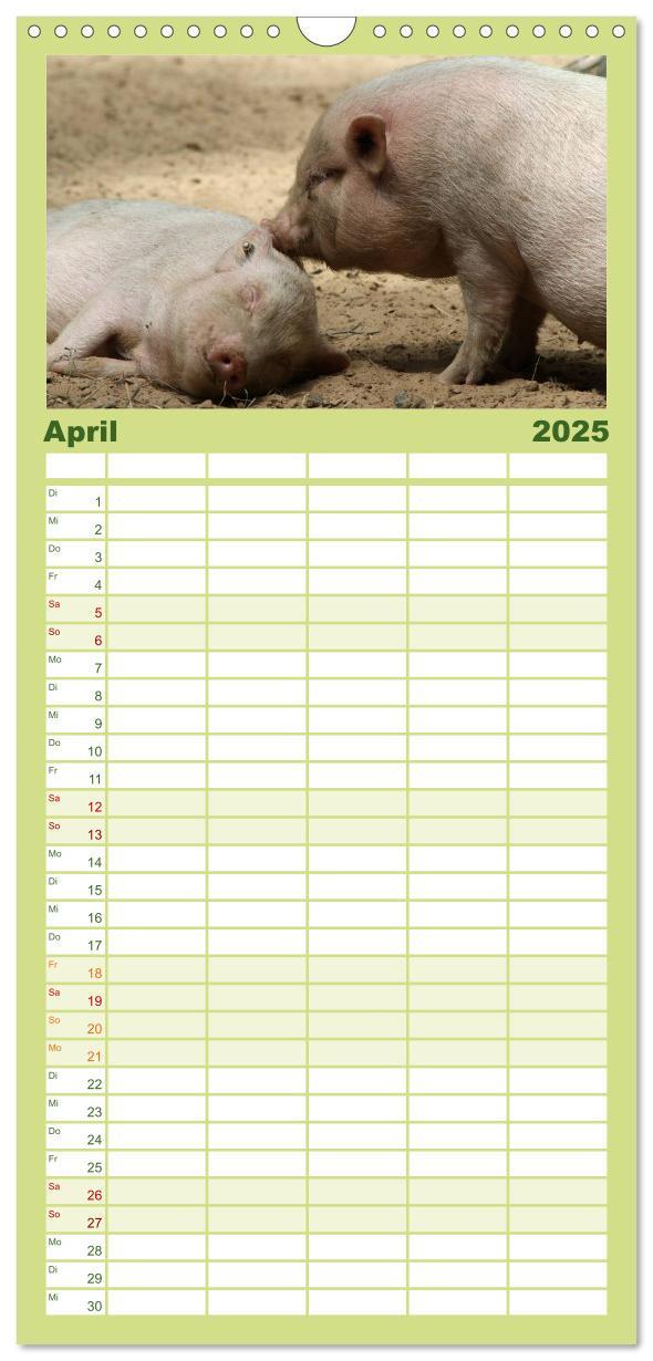 Bild: 9783457124741 | Familienplaner 2025 - Schwein gehabt! mit 5 Spalten (Wandkalender,...