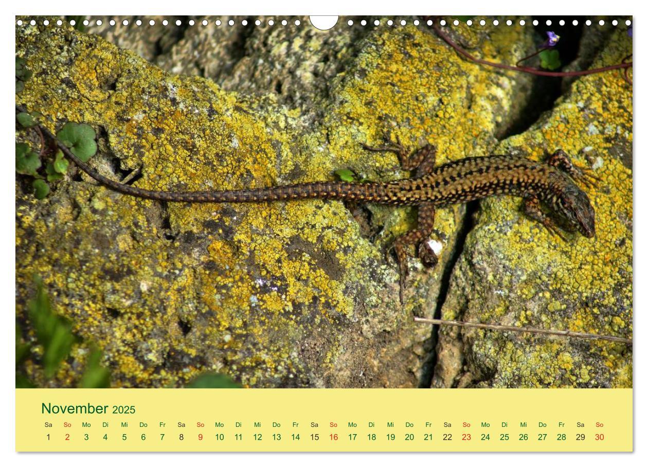 Bild: 9783435508822 | Flinke Eidechsen (Wandkalender 2025 DIN A3 quer), CALVENDO...