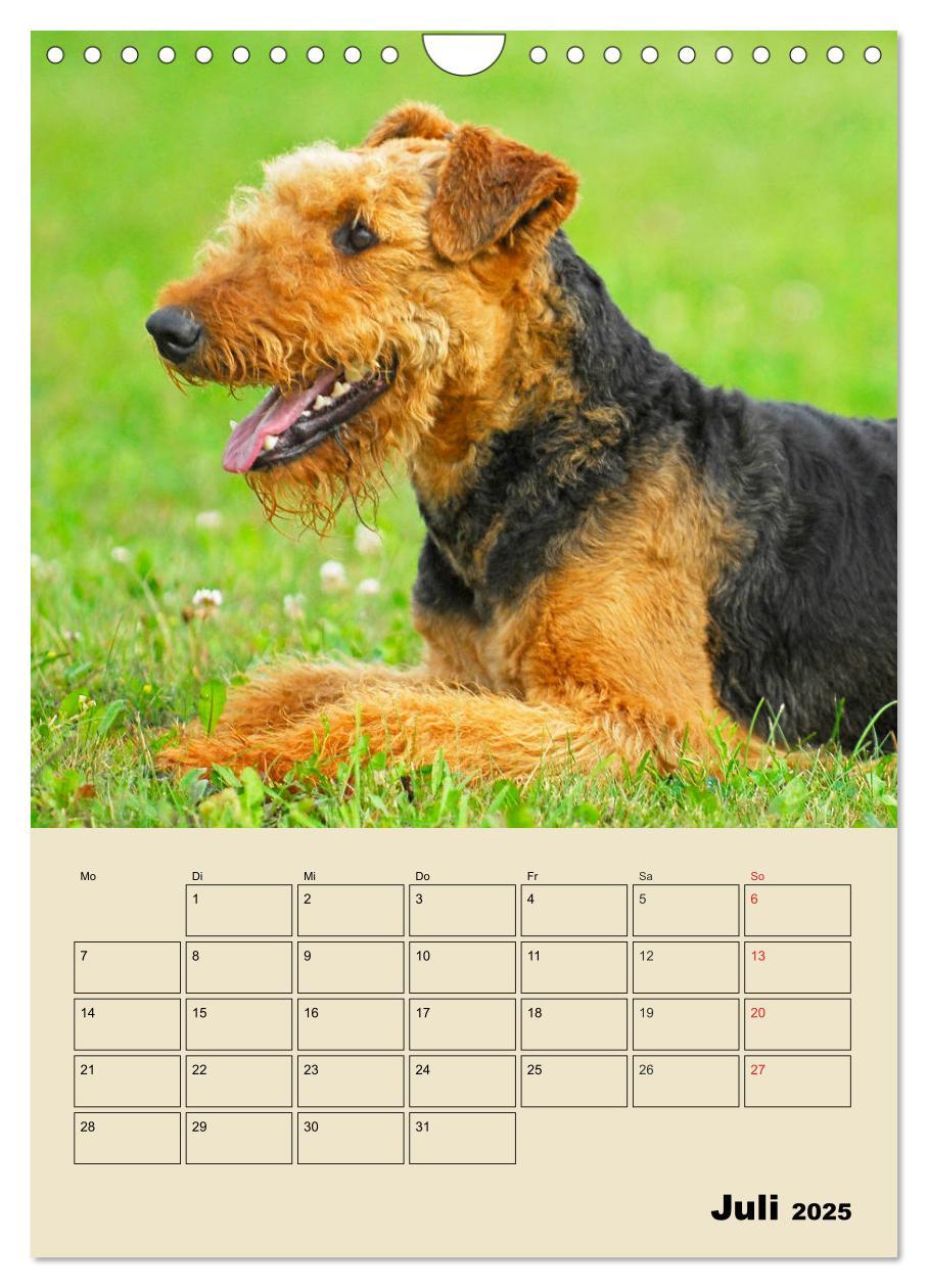 Bild: 9783435960866 | Airedale Terrier - Temperament auf 4 Pfoten (Wandkalender 2025 DIN...