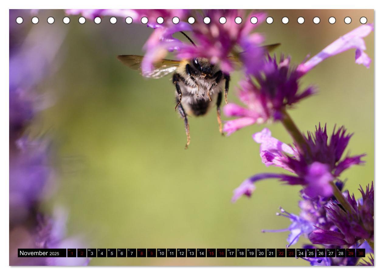 Bild: 9783383847516 | Hummeln - Flugaufnahmen eines faszinierenden Insekts (Tischkalender...