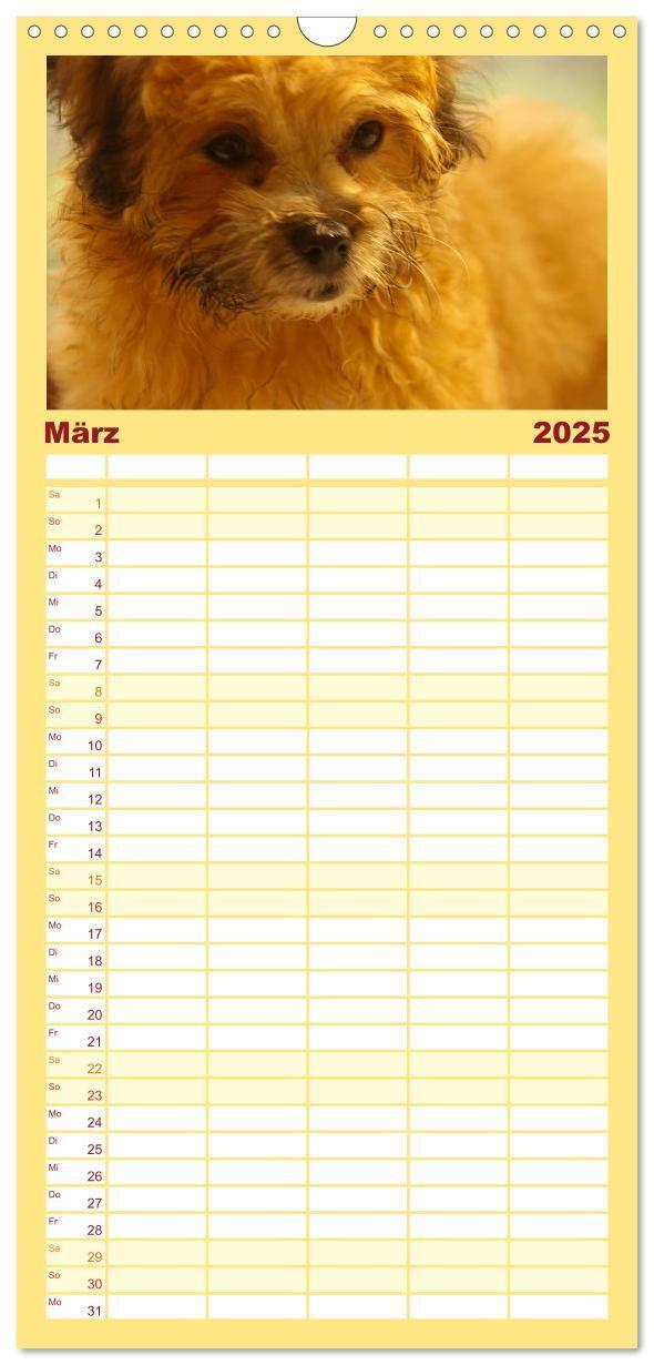 Bild: 9783457111772 | Familienplaner 2025 - Bolonka Zwetna mit 5 Spalten (Wandkalender,...