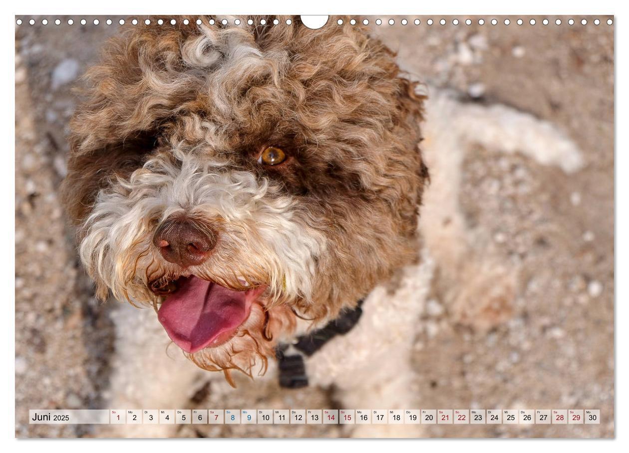 Bild: 9783435295630 | Lagotto Romagnolo in den Alpen 2025 (Wandkalender 2025 DIN A3...