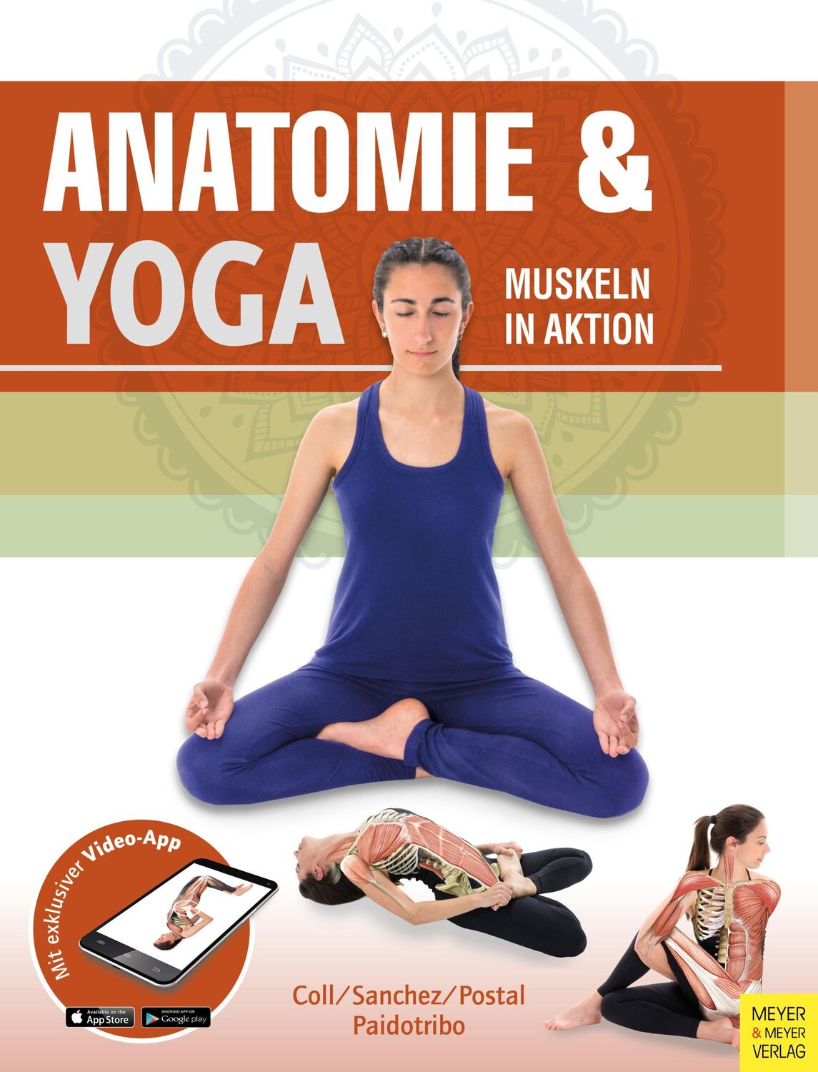 Cover: 9783840376061 | Anatomie &amp; Yoga | Muskeln in Aktion | Paidotribo | Taschenbuch | 2018