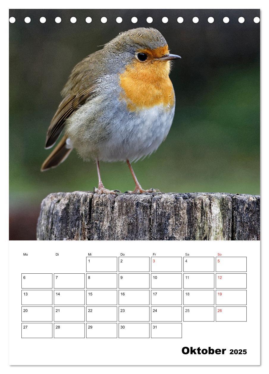 Bild: 9783457007334 | Bezaubernde Vögel im heimischen Garten (Tischkalender 2025 DIN A5...