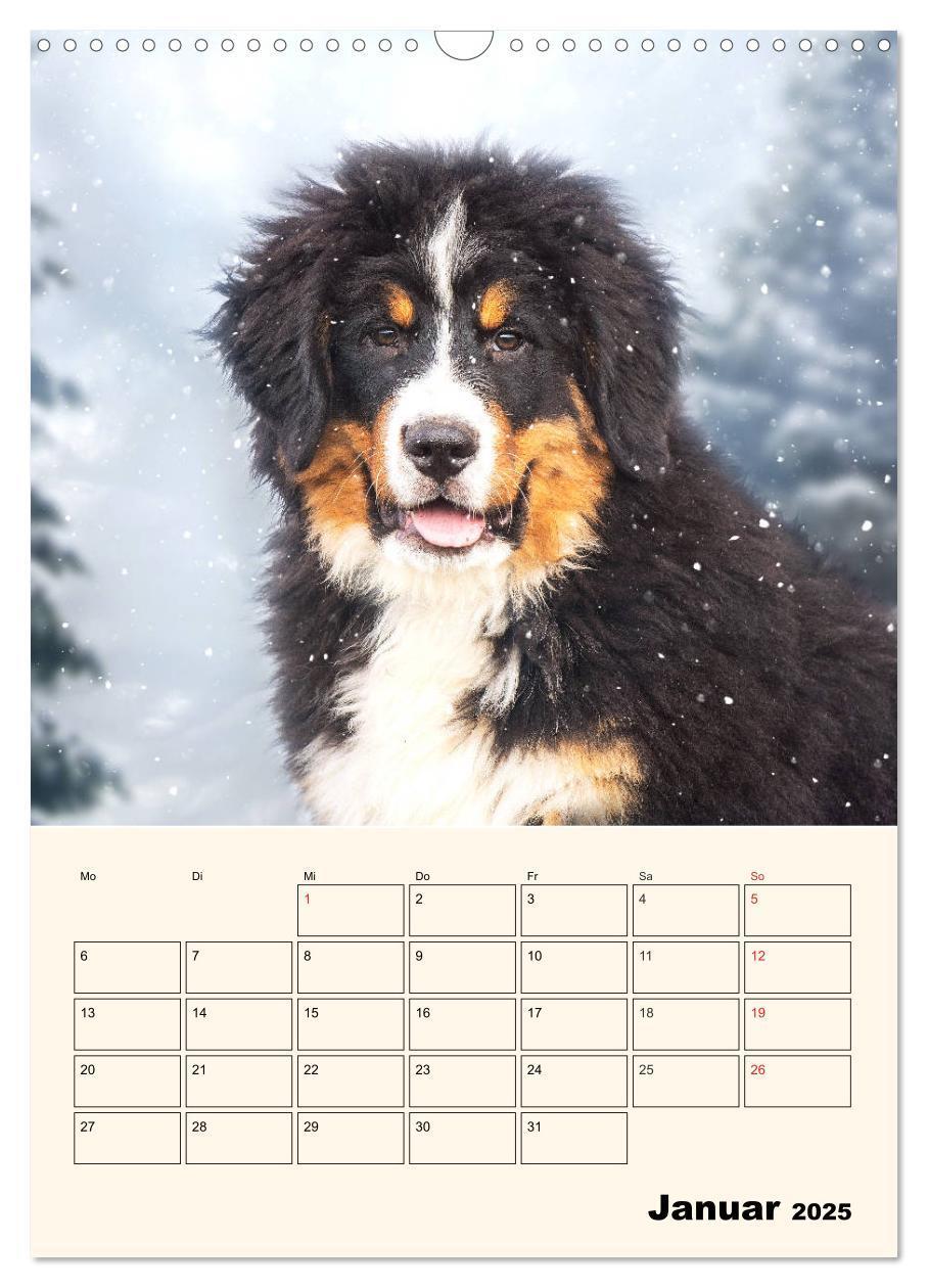 Bild: 9783435937974 | Traumhaft schön - Der Berner Sennenhund (Wandkalender 2025 DIN A3...