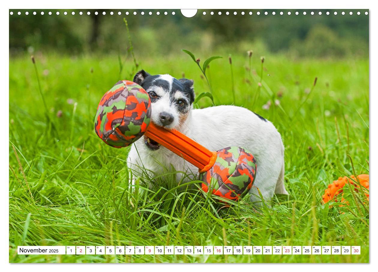 Bild: 9783435250462 | 100000 Volt auf vier Pfoten - Jack und Parson Russell Terrier...