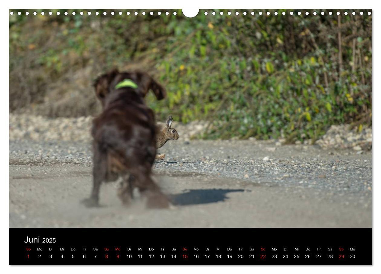 Bild: 9783435640317 | Jagdhunde bei der Arbeit (Wandkalender 2025 DIN A3 quer), CALVENDO...