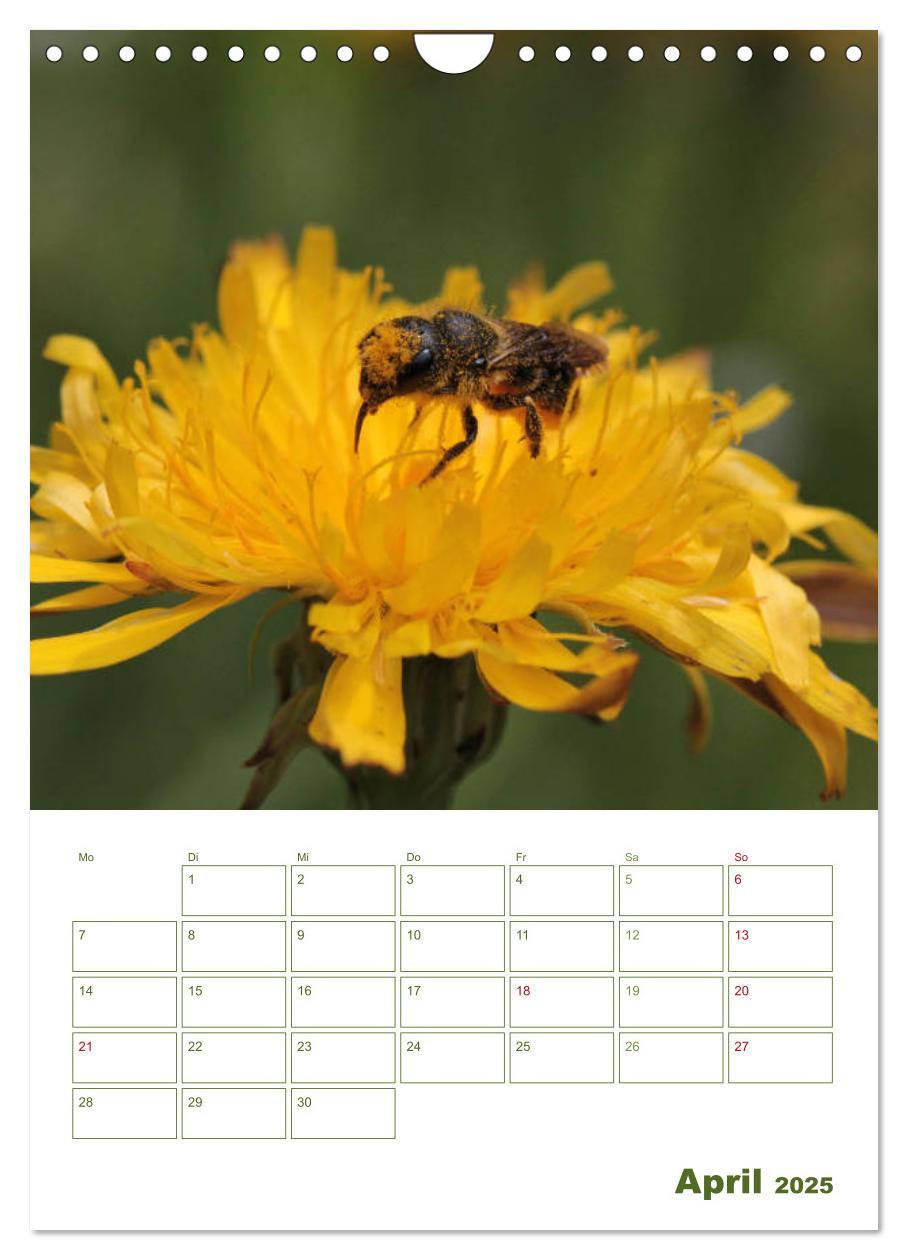 Bild: 9783457002001 | Wildbienen-Terminplaner 2025 (Wandkalender 2025 DIN A4 hoch),...