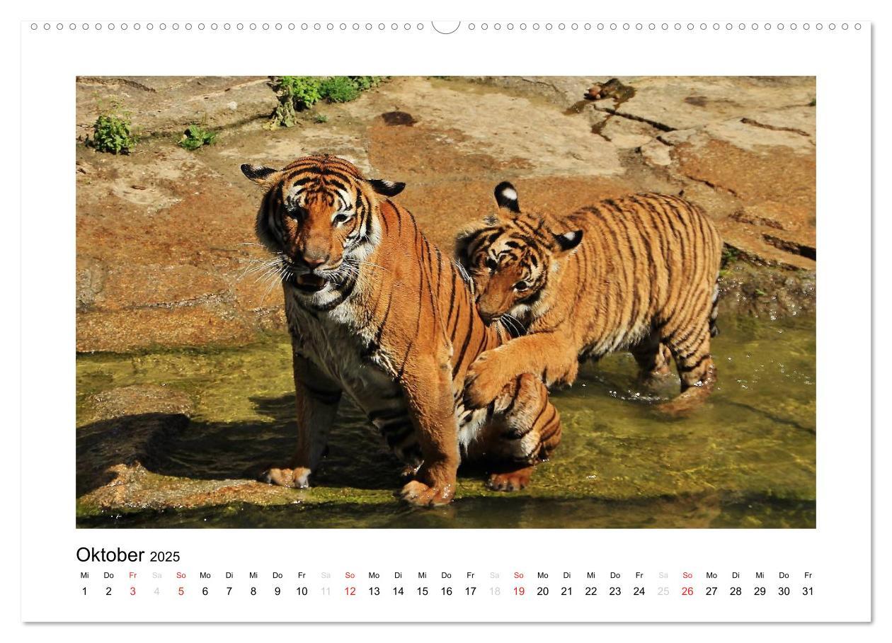 Bild: 9783435754298 | Tiger 2025 (Wandkalender 2025 DIN A2 quer), CALVENDO Monatskalender