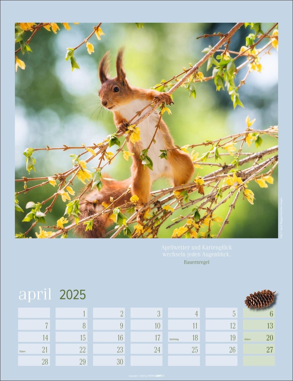 Bild: 9783839900758 | Eichhörnchen Kalender 2025 | Kalender | Spiralbindung | 14 S. | 2025