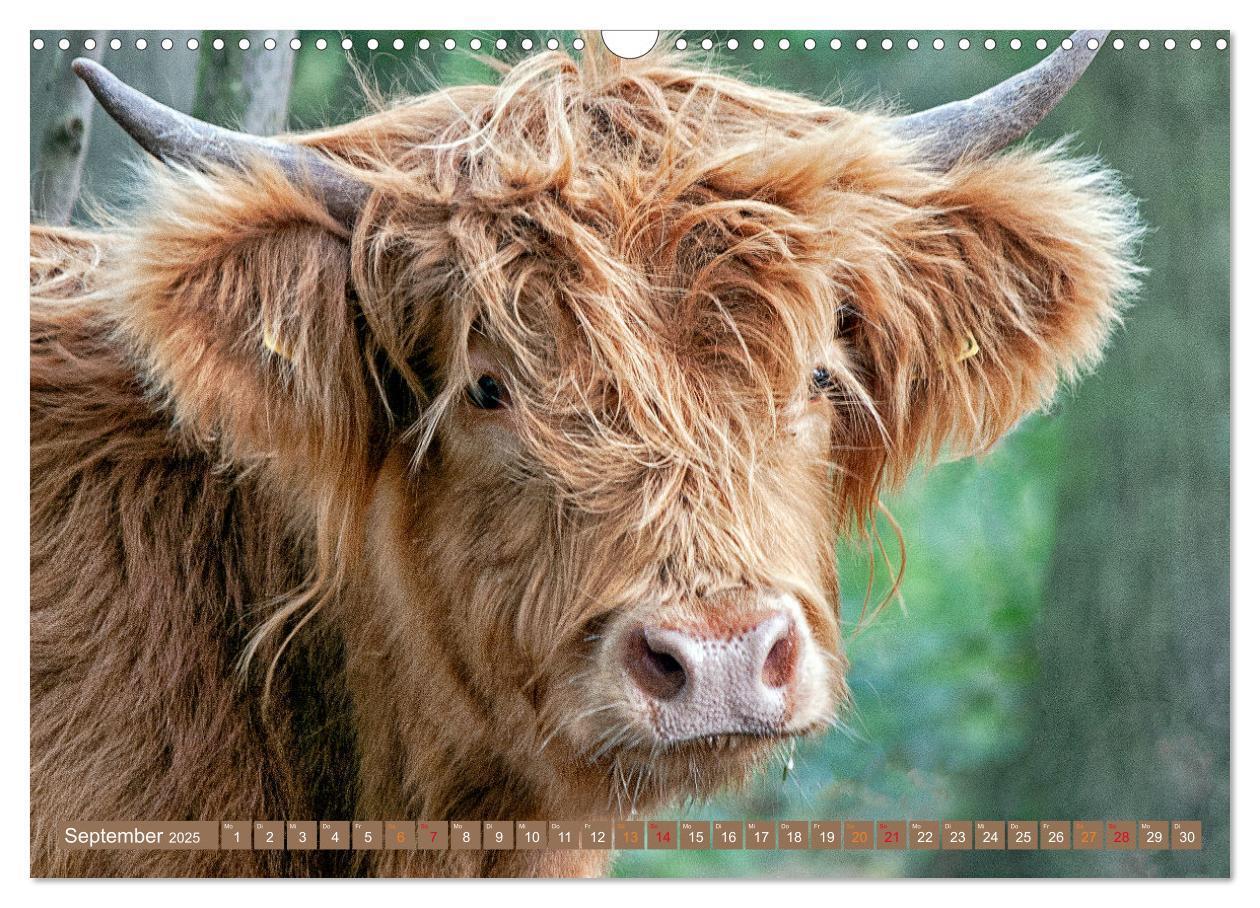 Bild: 9783435100903 | Geliebte Highlander (Wandkalender 2025 DIN A3 quer), CALVENDO...