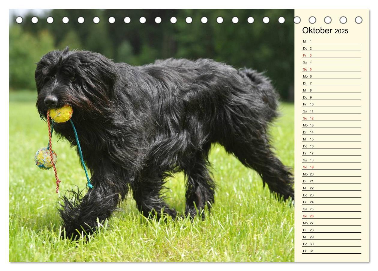 Bild: 9783435540587 | Altdeutsche Hütehunde - Fast vergessen (Tischkalender 2025 DIN A5...