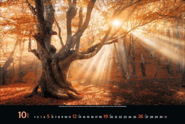 Bild: 9783731876045 | Magische Wälder 2025 | Verlag Korsch | Kalender | 14 S. | Deutsch