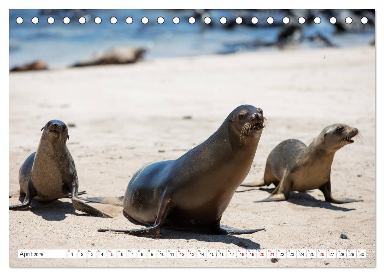 Bild: 9783435321148 | Galapagos-Inseln - Ein Paradies für Tiere (Tischkalender 2025 DIN...