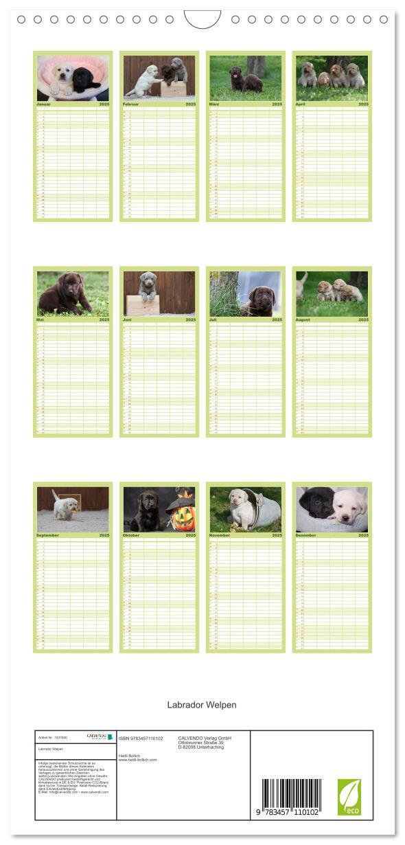 Bild: 9783457110102 | Familienplaner 2025 - Labrador Welpen mit 5 Spalten (Wandkalender,...