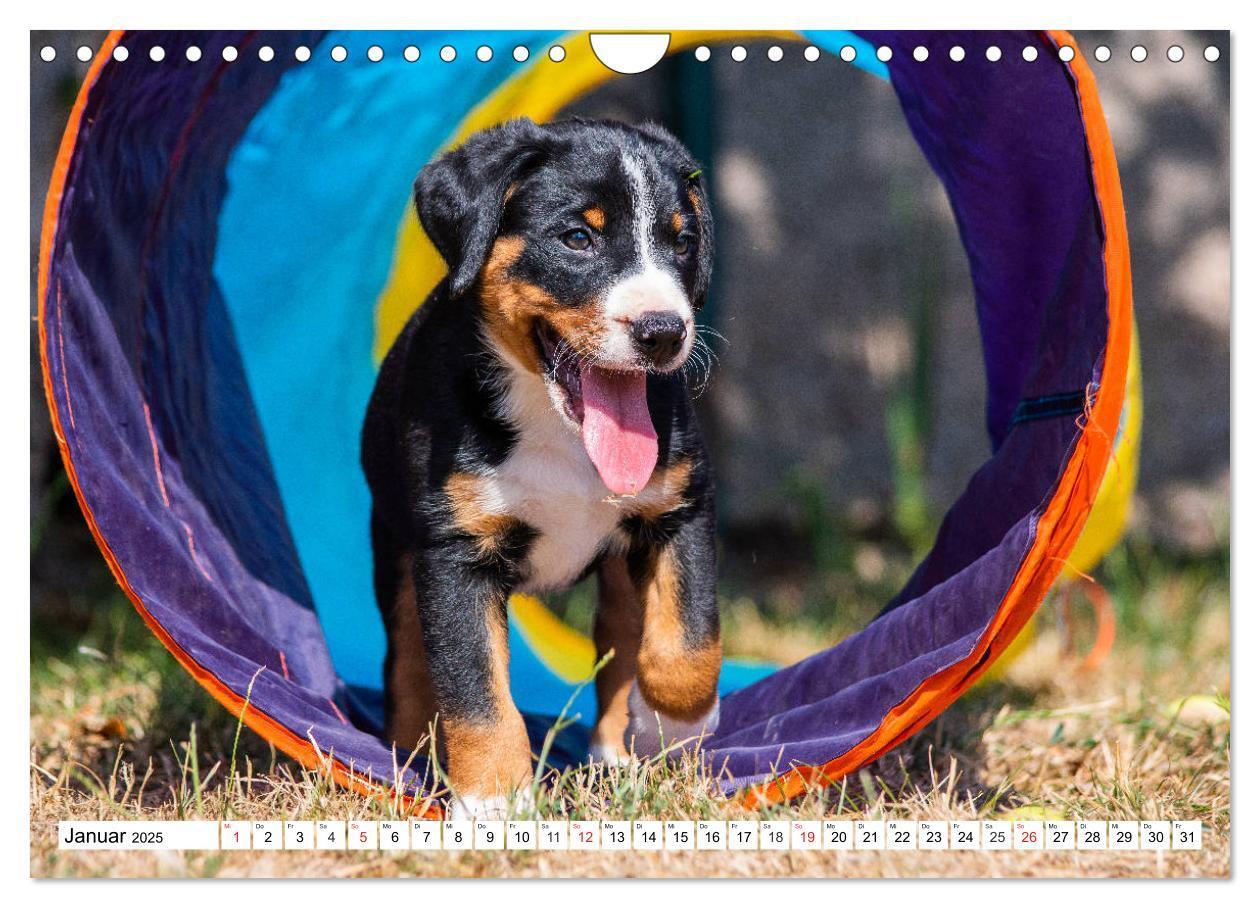 Bild: 9783435112890 | Appenzeller Sennenhund - Ein Schweizer auf 4 Pfoten (Wandkalender...