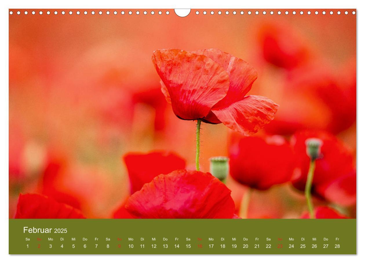 Bild: 9783435122516 | Mohnblumen Romantik (Wandkalender 2025 DIN A3 quer), CALVENDO...